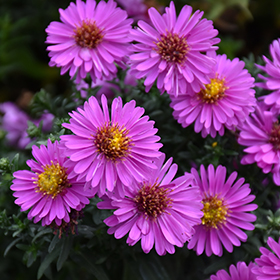 Plant Photo 10