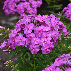 Plant Photo 1
