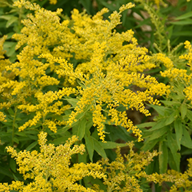 Plant Photo 6