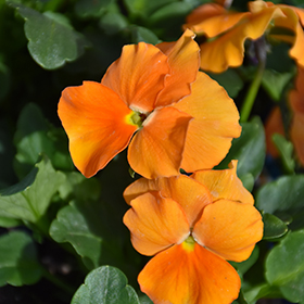 Plant Photo 1
