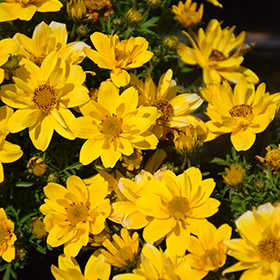 Plant Photo 3
