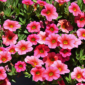 Plant Photo 9