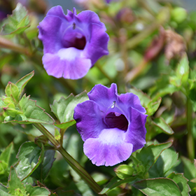 Plant Photo 2
