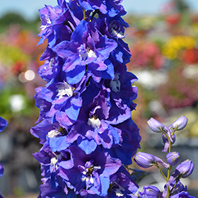 Plant Photo 10