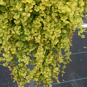 Plant Photo 8