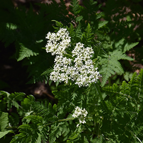 Plant Photo 3