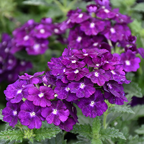 Plant Photo 9