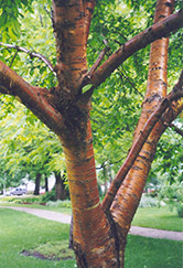 Amur Cherry (Prunus maackii) at Creekside Home & Garden
