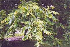 Butternut (Juglans cinerea) at Creekside Home & Garden