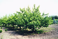 Goodland Apple (Malus 'Goodland') at Creekside Home & Garden
