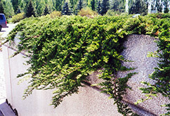 Prince of Wales Juniper (Juniperus horizontalis 'Prince of Wales') at Creekside Home & Garden