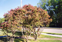 Arnold Red Tatarian Honeysuckle (Lonicera tatarica 'Arnold Red') at Creekside Home & Garden