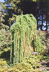 Weeping European Larch (Larix decidua 'Pendula') at Creekside Home & Garden