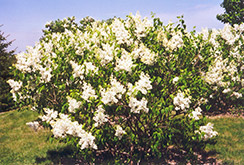 Mount Baker Lilac (Syringa x hyacinthiflora 'Mount Baker') at Creekside Home & Garden