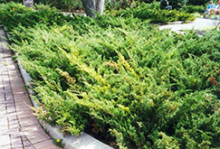 Arcadia Juniper (Juniperus sabina 'Arcadia') at Creekside Home & Garden