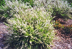 Dwarf Garland Spirea (Spiraea x arguta 'Compacta') at Creekside Home & Garden