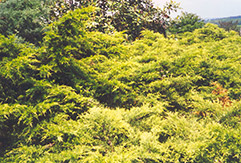 Golden Pfitzer Juniper (Juniperus x media 'Pfitzeriana Aurea') at Creekside Home & Garden