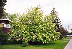 American Mountain Ash (Sorbus americana) at Creekside Home & Garden