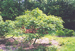 Cutleaf Smooth Sumac (Rhus glabra 'Laciniata') at Creekside Home & Garden