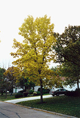 Northern Treasure Hybrid Ash (Fraxinus 'Northern Treasure') at Creekside Home & Garden