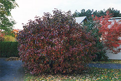 Siberian Dogwood (Cornus alba 'Sibirica') at Creekside Home & Garden