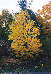 Katsura Tree (Cercidiphyllum japonicum) at Creekside Home & Garden