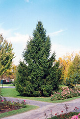 Norway Spruce (Picea abies) at Creekside Home & Garden