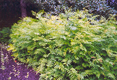 False Spirea (Sorbaria sorbifolia) at Creekside Home & Garden
