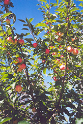 September Ruby Apple (Malus 'September Ruby') at Creekside Home & Garden