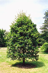 Common Alder (Alnus glutinosa) at Creekside Home & Garden