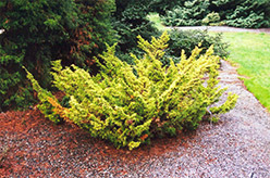 Gold Plume Juniper (Juniperus x media 'Plumosa Aurea') at Creekside Home & Garden