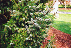 Serbian Spruce (Picea omorika) at Creekside Home & Garden