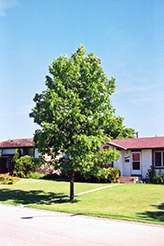 Black Ash (Fraxinus nigra) at Creekside Home & Garden