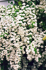 Vanhoutte Spirea (Spiraea x vanhouttei) at Creekside Home & Garden