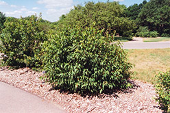 Bailey Compact Amur Maple (Acer ginnala 'Bailey Compact') at Creekside Home & Garden