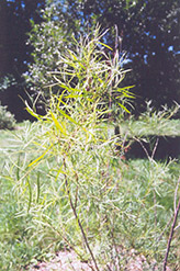 Coyote Willow (Salix exigua) at Creekside Home & Garden