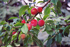 Tecumseh Plum (Prunus 'Tecumseh') at Creekside Home & Garden