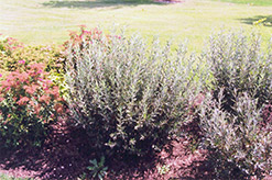 Blue Fox Willow (Salix brachycarpa 'Blue Fox') at Creekside Home & Garden