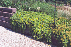 Creeping Jenny (Lysimachia nummularia) at Creekside Home & Garden