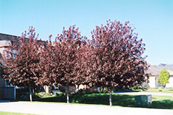 Schubert Chokecherry (Prunus virginiana 'Schubert') at Creekside Home & Garden