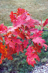 Red Oak (Quercus rubra) at Creekside Home & Garden