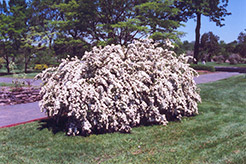 Vanhoutte Spirea (Spiraea x vanhouttei) at Creekside Home & Garden