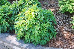 Dwarf European Elder (Sambucus nigra 'Nana') at Creekside Home & Garden