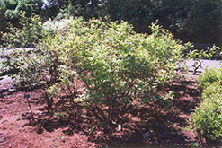 Northland Blueberry (Vaccinium corymbosum 'Northland') at Creekside Home & Garden