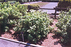 Red Lake Red Currant (Ribes rubrum 'Red Lake') at Creekside Home & Garden