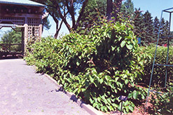Issai Hardy Kiwi (Actinidia arguta 'Issai') at Creekside Home & Garden