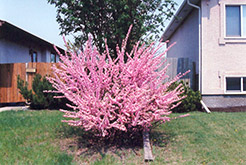 Double Flowering Plum (Prunus triloba 'Multiplex') at Creekside Home & Garden