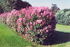 Minuet Lilac (Syringa x prestoniae 'Minuet') at Creekside Home & Garden