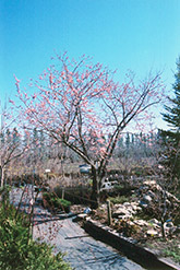 Westcot Apricot (Prunus mandshurica 'Westcot') at Creekside Home & Garden