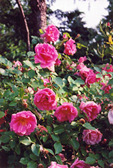 Carefree Beauty Rose (Rosa 'Carefree Beauty') at Creekside Home & Garden